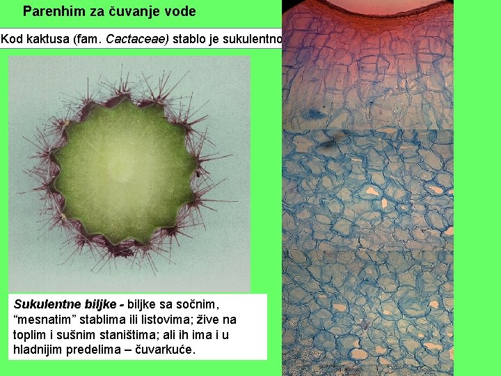 Parenhim za čuvanje vode Kod kaktusa (fam. Cactaceae) stablo je sukulentno Sukulentne biljke -