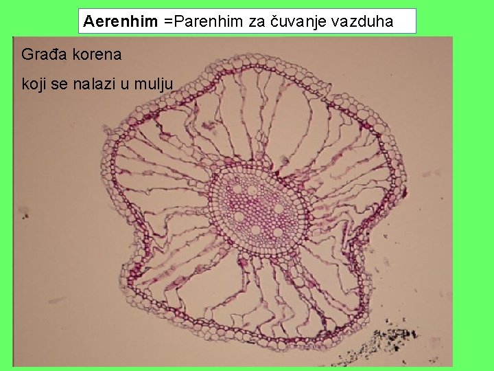 Aerenhim =Parenhim za čuvanje vazduha Građa korena koji se nalazi u mulju 
