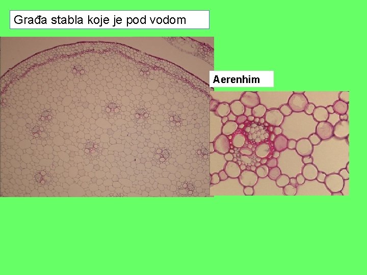 Građa stabla koje je pod vodom Aerenhim Građa stabla koje je pod vodom Aerenhim