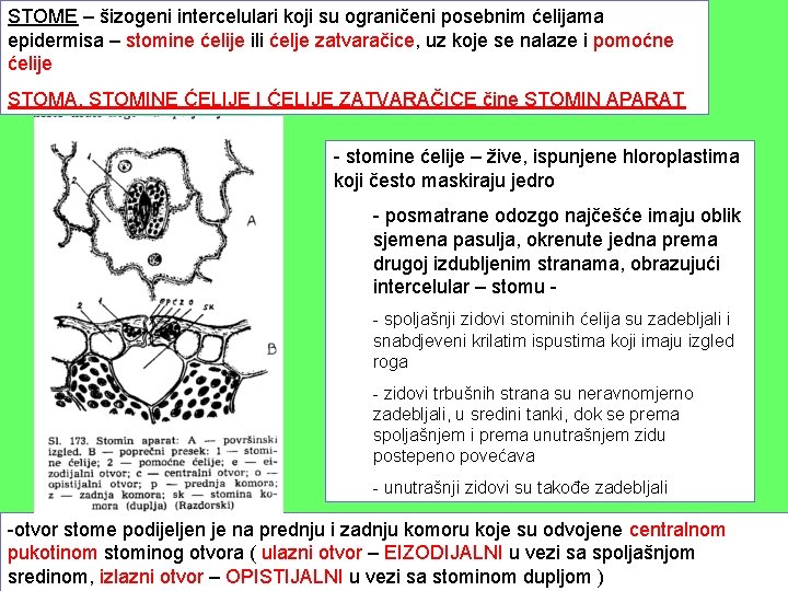STOME – šizogeni intercelulari koji su ograničeni posebnim ćelijama epidermisa – stomine ćelije ili STOME – šizogeni intercelulari koji su ograničeni posebnim ćelijama epidermisa – stomine ćelije ili