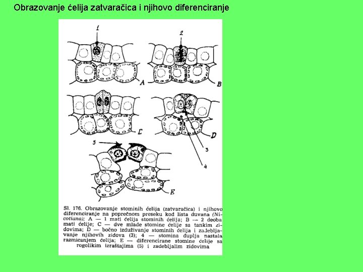 Obrazovanje ćelija zatvaračica i njihovo diferenciranje 