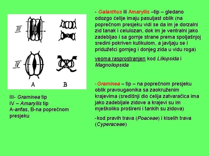 - Galanthus ili Amaryllis –tip – gledano odozgo ćelije imaju pasuljast oblik (na poprečnom