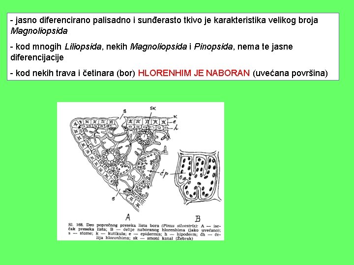 - jasno diferencirano palisadno i sunđerasto tkivo je karakteristika velikog broja Magnoliopsida - kod - jasno diferencirano palisadno i sunđerasto tkivo je karakteristika velikog broja Magnoliopsida - kod