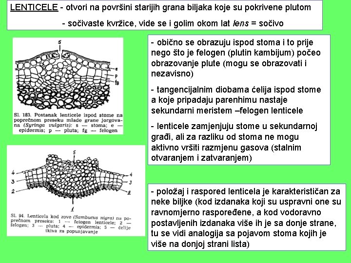 LENTICELE - otvori na površini starijih grana biljaka koje su pokrivene plutom - sočivaste