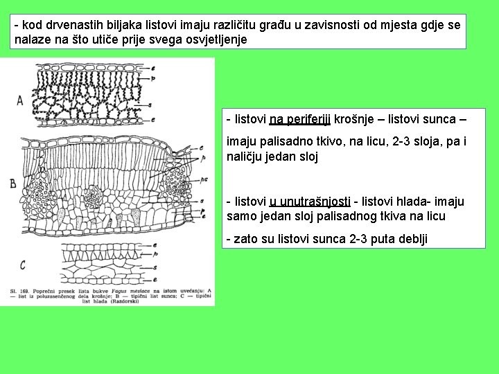 - kod drvenastih biljaka listovi imaju različitu građu u zavisnosti od mjesta gdje se