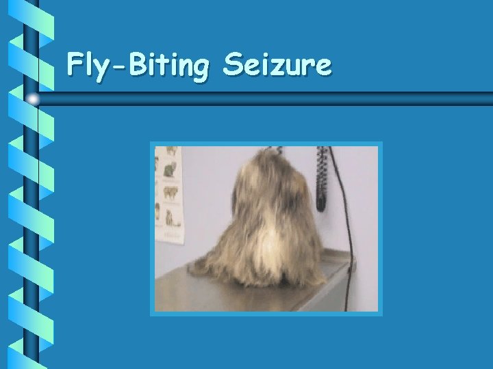 Fly-Biting Seizure 