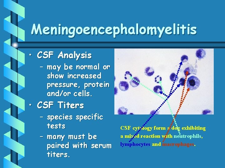 Meningoencephalomyelitis • CSF Analysis – may be normal or show increased pressure, protein and/or