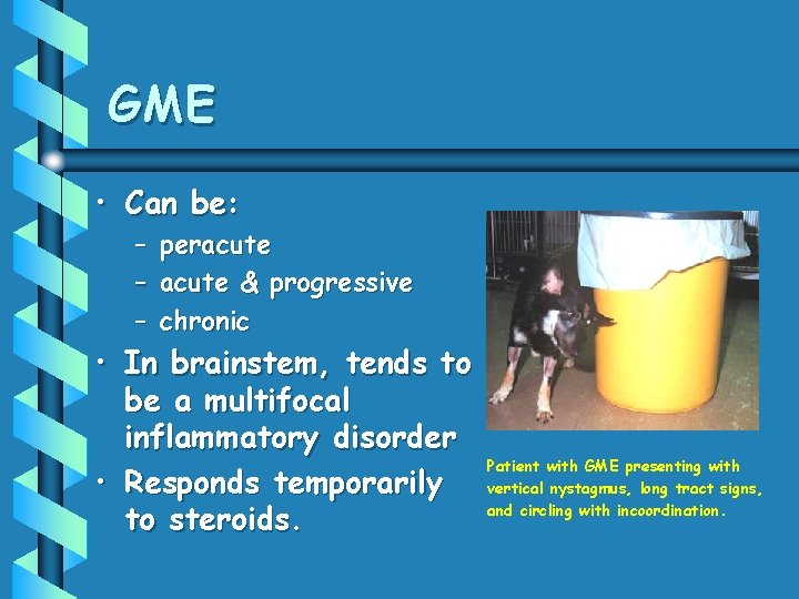 GME • Can be: – – – peracute & progressive chronic • In brainstem,