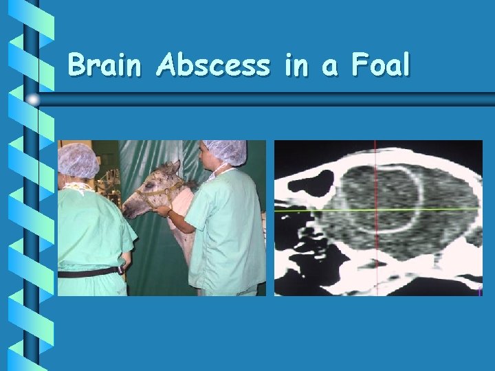 Brain Abscess in a Foal 
