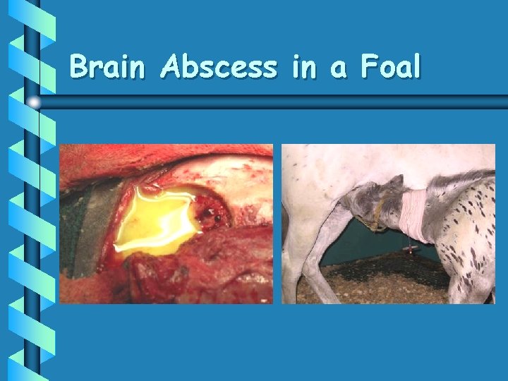 Brain Abscess in a Foal 