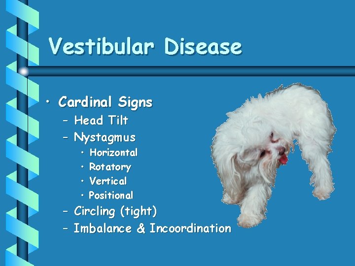 Vestibular Disease • Cardinal Signs – Head Tilt – Nystagmus • • Horizontal Rotatory