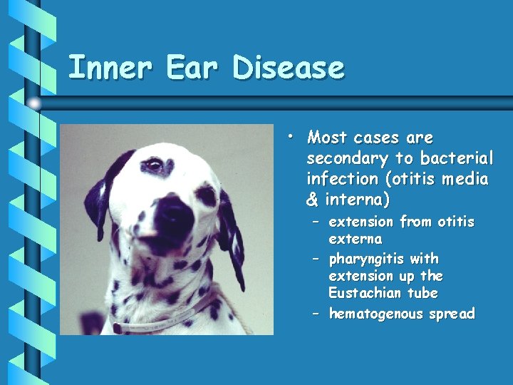 Inner Ear Disease • Most cases are secondary to bacterial infection (otitis media &