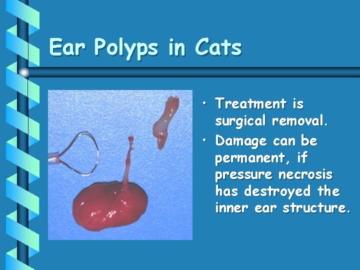 Ear Polyps in Cats • Treatment is surgical removal. • Damage can be permanent,