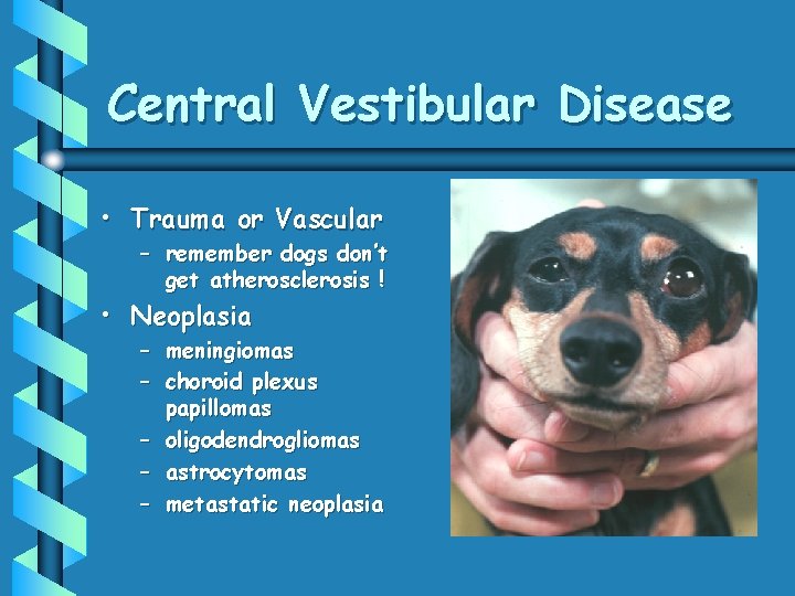 Central Vestibular Disease • Trauma or Vascular – remember dogs don’t get atherosclerosis !