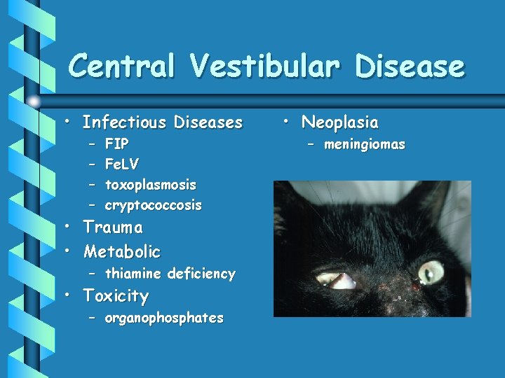 Central Vestibular Disease • Infectious Diseases – – FIP Fe. LV toxoplasmosis cryptococcosis •