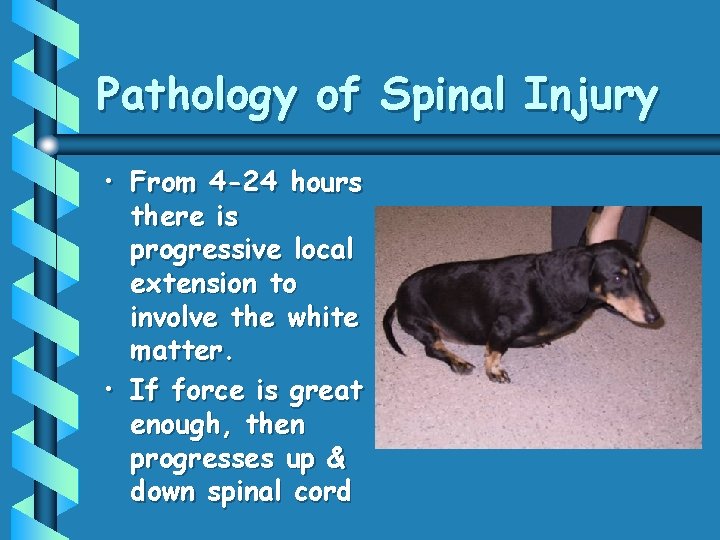Pathology of Spinal Injury • From 4 -24 hours there is progressive local extension