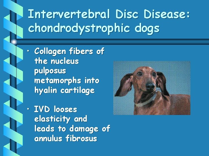 Intervertebral Disc Disease: chondrodystrophic dogs • Collagen fibers of the nucleus pulposus metamorphs into
