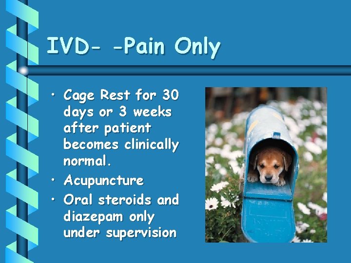 IVD- -Pain Only • Cage Rest for 30 days or 3 weeks after patient