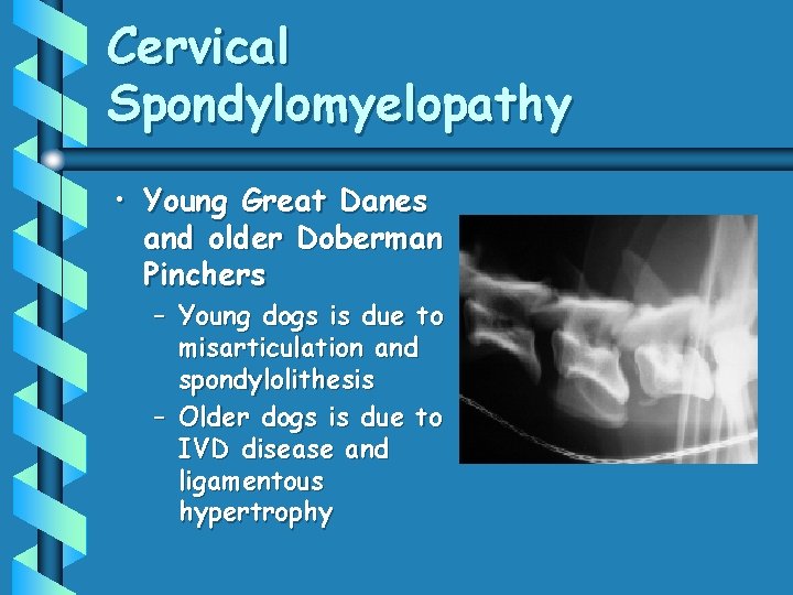 Cervical Spondylomyelopathy • Young Great Danes and older Doberman Pinchers – Young dogs is