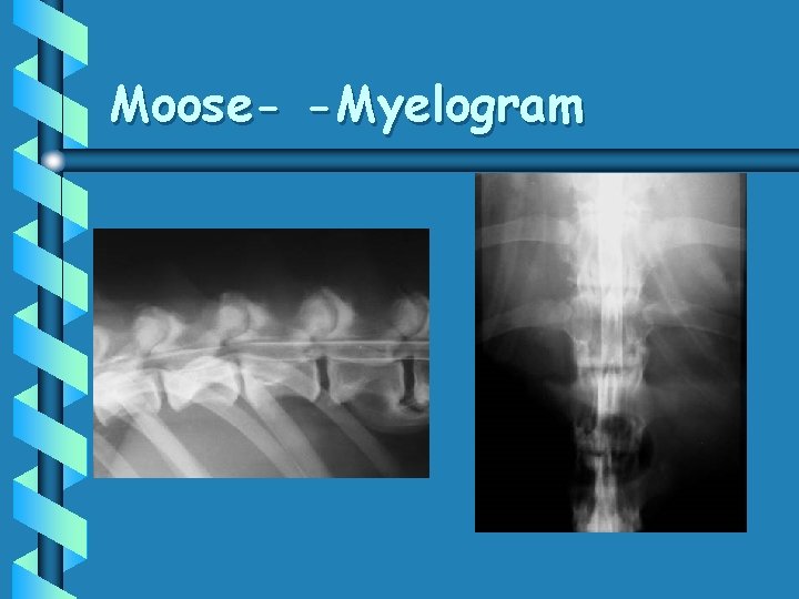 Moose- -Myelogram 