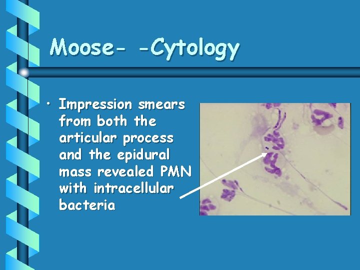 Moose- -Cytology • Impression smears from both the articular process and the epidural mass