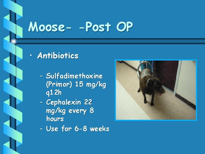 Moose- -Post OP • Antibiotics – Sulfadimethoxine (Primor) 15 mg/kg q 12 h –