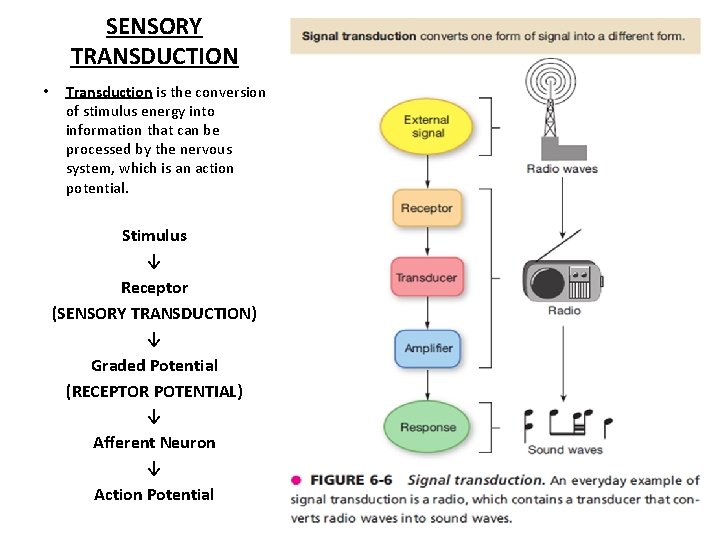 SENSORY TRANSDUCTION • Transduction is the conversion of stimulus energy into information that can