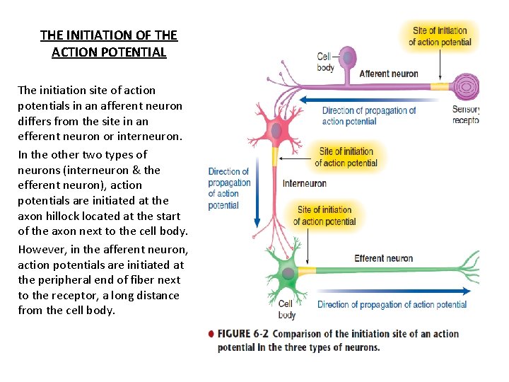 THE INITIATION OF THE ACTION POTENTIAL The initiation site of action potentials in an