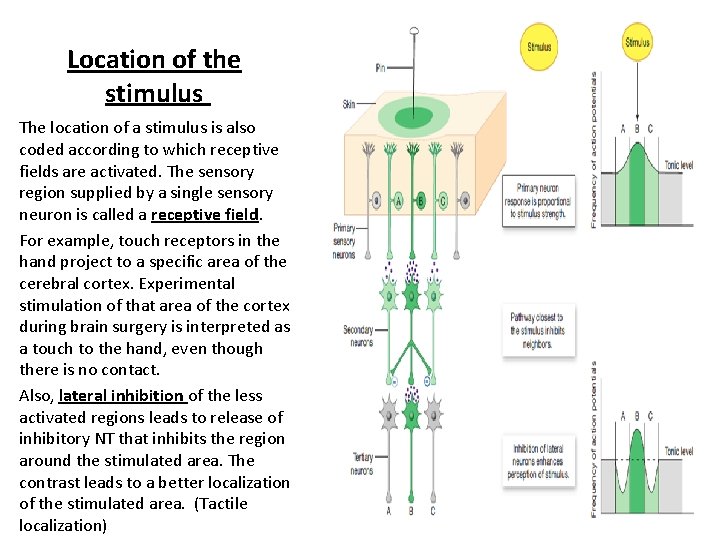 Location of the stimulus The location of a stimulus is also coded according to