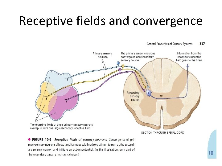 Receptive fields and convergence 