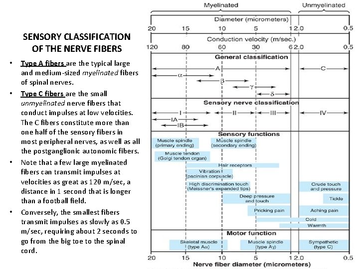 SENSORY CLASSIFICATION OF THE NERVE FIBERS • • Type A fibers are the typical