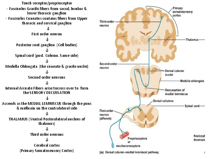 Touch receptor/proprioceptor - Fasciculus Gracilis fibers from sacral, lumbar & lower thoracic ganglion -