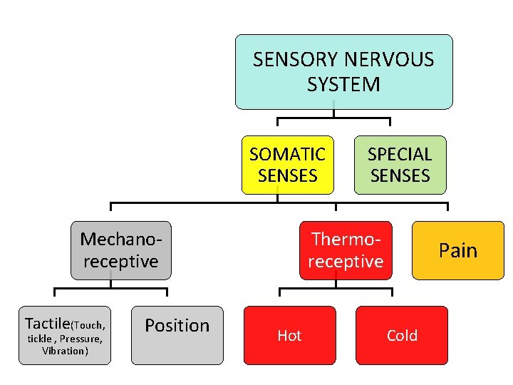 SENSORY NERVOUS SYSTEM SOMATIC SENSES Mechanoreceptive Tactile(Touch, tickle , Pressure, Vibration) Position SPECIAL SENSES