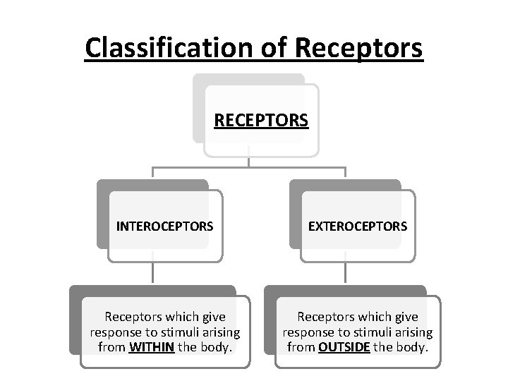 Classification of Receptors RECEPTORS INTEROCEPTORS EXTEROCEPTORS Receptors which give response to stimuli arising from