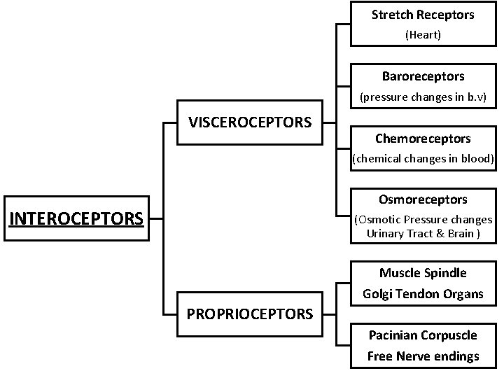 Stretch Receptors (Heart) Baroreceptors (pressure changes in b. v) VISCEROCEPTORS Chemoreceptors (chemical changes in
