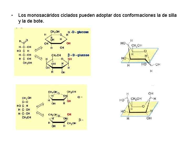  • Los monosacáridos ciclados pueden adoptar dos conformaciones la de silla y la