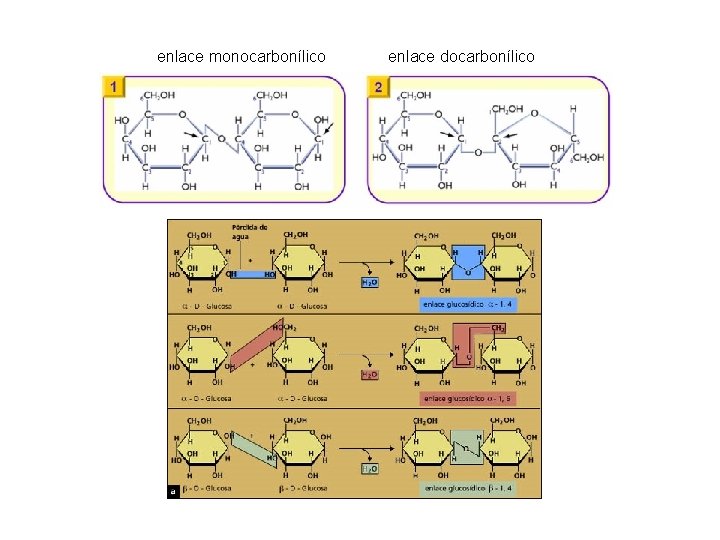 enlace monocarbonílico enlace docarbonílico 