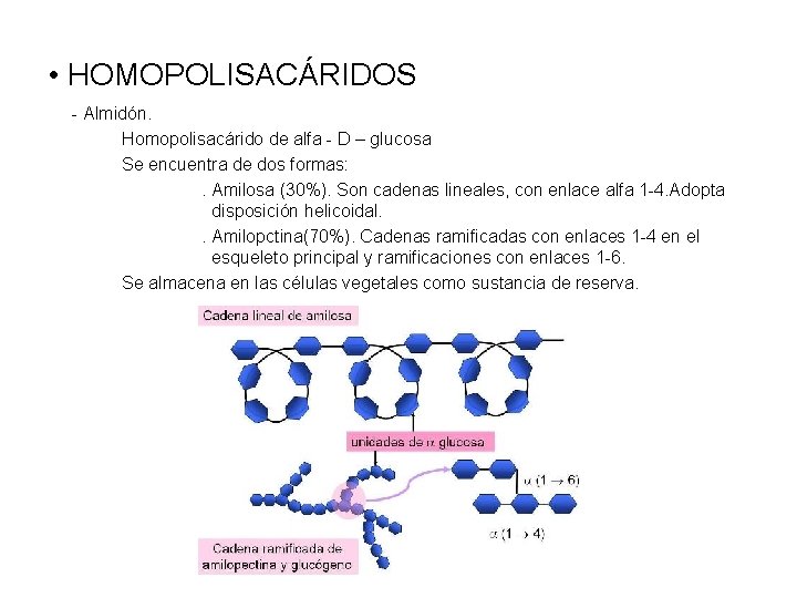  • HOMOPOLISACÁRIDOS - Almidón. Homopolisacárido de alfa - D – glucosa Se encuentra