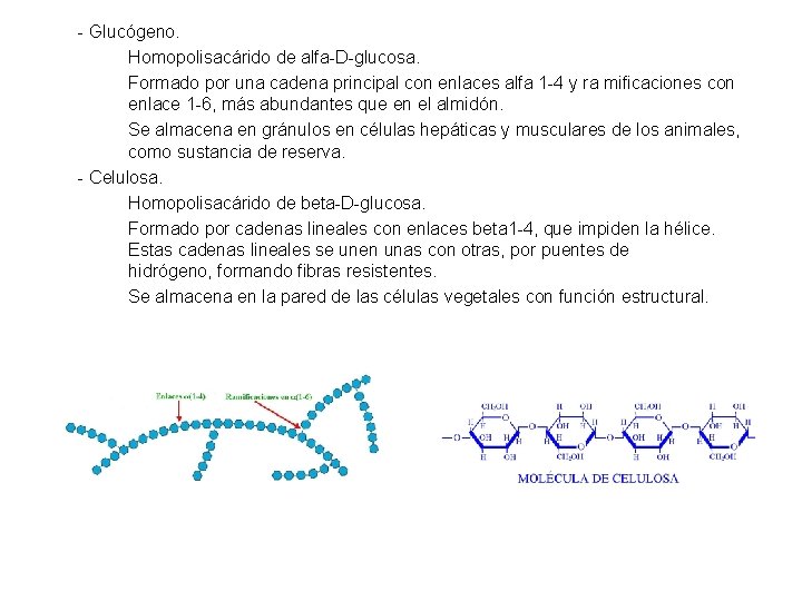 - Glucógeno. Homopolisacárido de alfa-D-glucosa. Formado por una cadena principal con enlaces alfa 1
