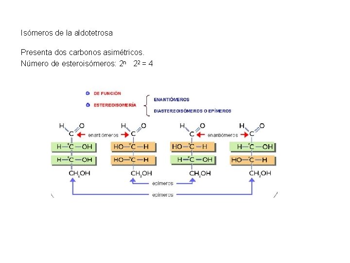 Isómeros de la aldotetrosa Presenta dos carbonos asimétricos. Número de esteroisómeros: 2 n 22