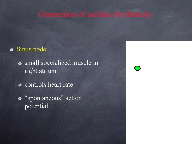 Generation of cardiac rhythmicity Sinus node: small specialized muscle in right atrium controls heart