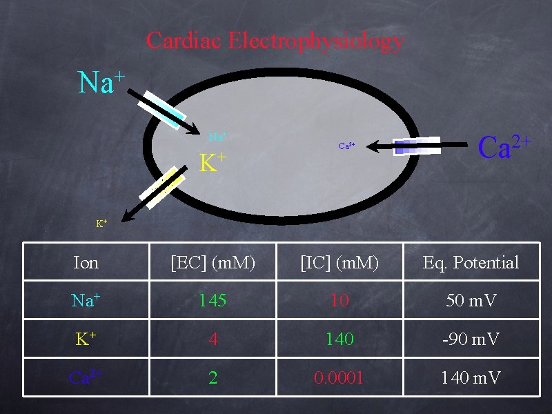 Cardiac Electrophysiology + Na Na+ K+ Ca 2+ K+ Ion [EC] (m. M) [IC]