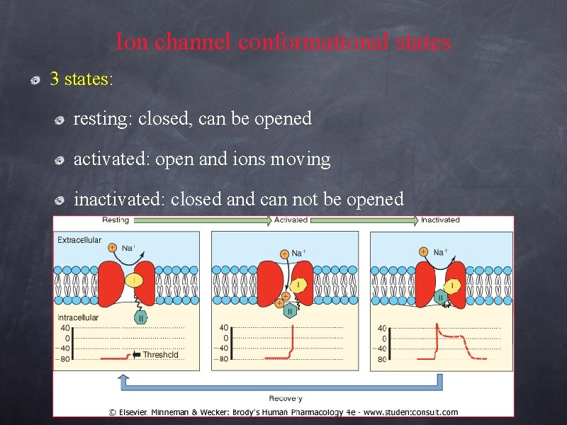 Ion channel conformational states 3 states: resting: closed, can be opened activated: open and