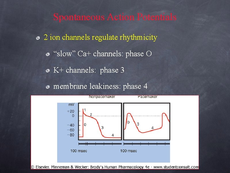 Spontaneous Action Potentials 2 ion channels regulate rhythmicity “slow” Ca+ channels: phase O K+