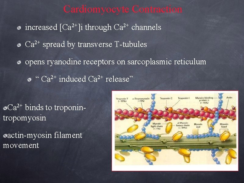 Cardiomyocyte Contraction increased [Ca 2+]i through Ca 2+ channels Ca 2+ spread by transverse