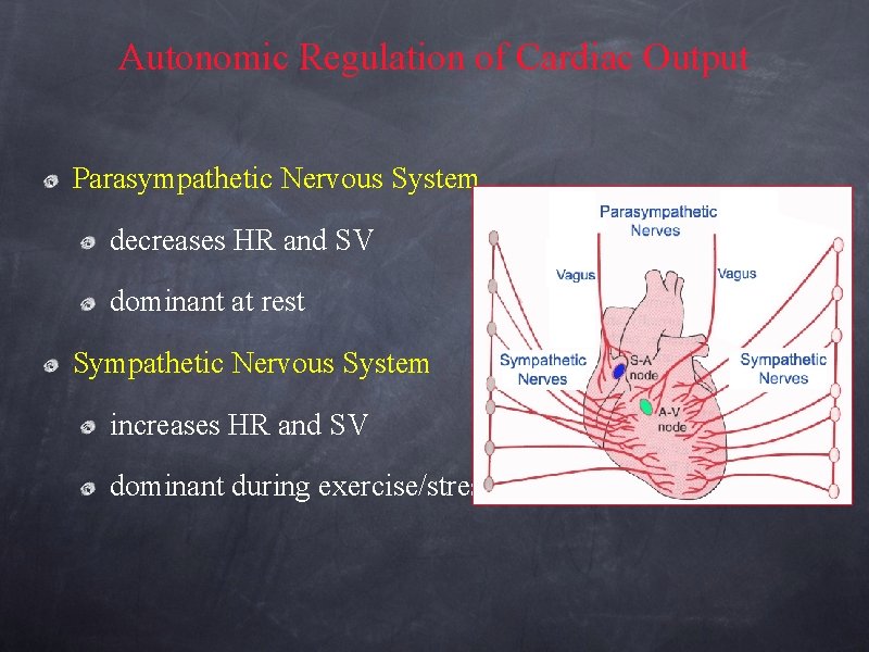 Autonomic Regulation of Cardiac Output Parasympathetic Nervous System decreases HR and SV dominant at