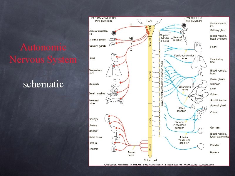 Autonomic Nervous System schematic 