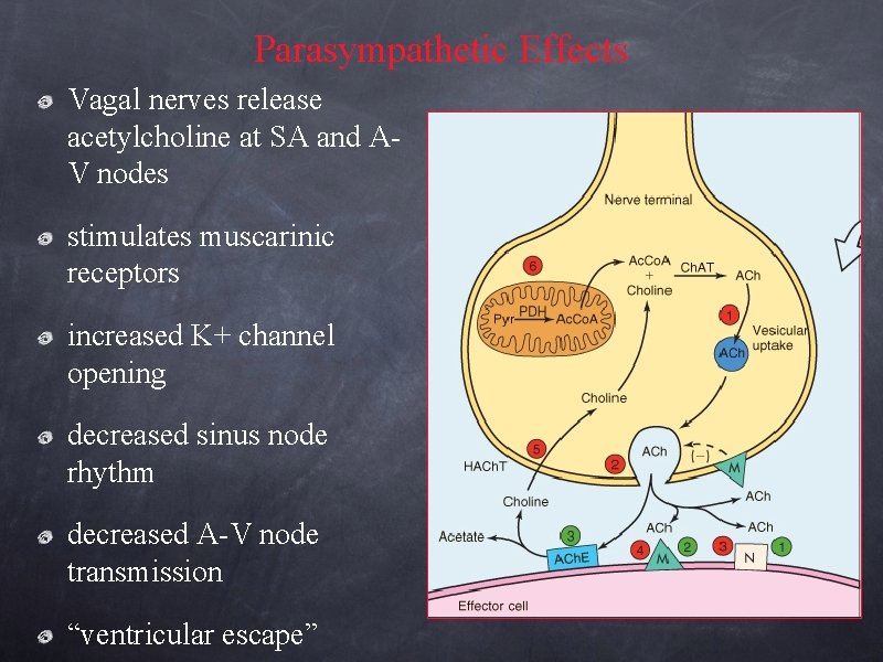 Parasympathetic Effects Vagal nerves release acetylcholine at SA and AV nodes stimulates muscarinic receptors