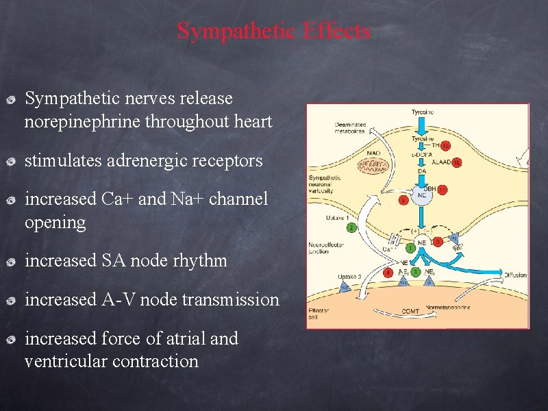 Sympathetic Effects Sympathetic nerves release norepinephrine throughout heart stimulates adrenergic receptors increased Ca+ and