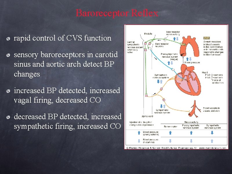 Baroreceptor Reflex rapid control of CVS function sensory baroreceptors in carotid sinus and aortic